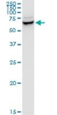 Western Blot: SH3PX1 Antibody (3C6) [H00051429-M03] - Analysis of SNX9 expression in HeLa.