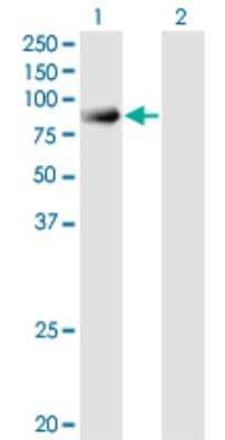 Western Blot: SH3PX1 Antibody (3C6) [H00051429-M03] - Analysis of SNX9 expression in transfected 293T cell line by SNX9 monoclonal antibody (M03), clone 3C6. Lane 1: SNX9 transfected lysate (Predicted MW: 66.6 KDa). Lane 2: Non-transfected lysate.