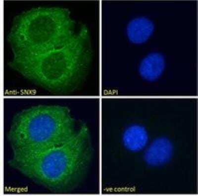 Immunocytochemistry/Immunofluorescence: SH3PX1 Antibody [NB100-2813] - Immunofluorescence analysis of paraformaldehyde fixed U2OS cells, permeabilized with 0.15% Triton. Primary incubation 1hr (10 ug/mL) followed by Alexa Fluor 488 secondary antibody (2 ug/mL), showing cytoplasmic staining. The nuclear stain is DAPI (blue). Negative control: Unimmunized goat IgG (10ug/ml) followed by Alexa Fluor 488 secondary antibody (2 ug/mL).