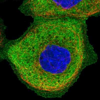 Immunocytochemistry/Immunofluorescence: SH3PX1 Antibody [NBP1-80777] - Immunofluorescent staining of human cell line A-431 shows localization to plasma membrane & cytosol.