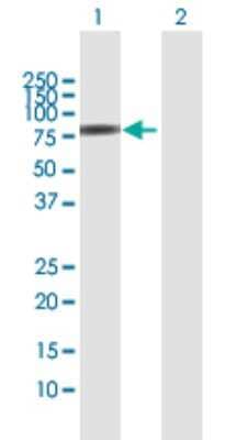 Western Blot: SH3PX1 Antibody [H00051429-D01P] - Analysis of SNX9 expression in transfected 293T cell line by SNX9 polyclonal antibody.Lane 1: SNX9 transfected lysate(66.60 KDa).Lane 2: Non-transfected lysate.