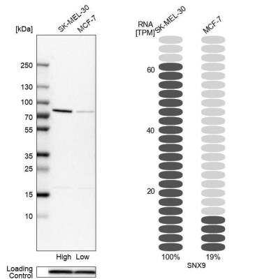 Western Blot: SH3PX1 Antibody [NBP1-80777] - Analysis in human cell lines SK-MEL-30 and MCF-7. Corresponding RNA-seq data are presented for the same cell lines. Loading control: Anti-PFN1.