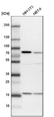 <b>Orthogonal Strategies Validation. </b>Western Blot: SH3PX1 Antibody [NBP1-80777] - Analysis in mouse cell line NIH-3T3 and rat cell line NBT-II.