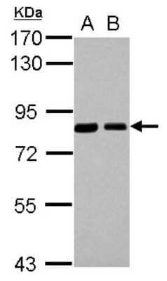 Western Blot: SH3PX1 Antibody [NBP2-20348] - Sample (30 ug of whole cell lysate) A: H1299 B: HCT116 7. 5% SDS PAGE gel, diluted at 1:1000.