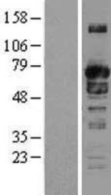 Western Blot SH3PX1 Overexpression Lysate