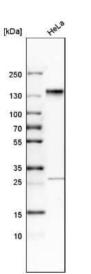 Western Blot: SH3PXD2A Antibody [NBP1-90454] - Analysis in human cell line HeLa.