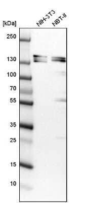 Western Blot: SH3PXD2A Antibody [NBP1-90454] - Analysis in mouse cell line NIH-3T3 and rat cell line NBT-II.