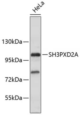 Western Blot: SH3PXD2A Antibody [NBP3-16808] - Western blot analysis of extracts of HeLa cells, using SH3PXD2A antibody (NBP3-16808). Secondary antibody: HRP Goat Anti-Rabbit IgG (H+L) at 1:10000 dilution. Lysates/proteins: 25ug per lane. Blocking buffer: 3% nonfat dry milk in TBST.