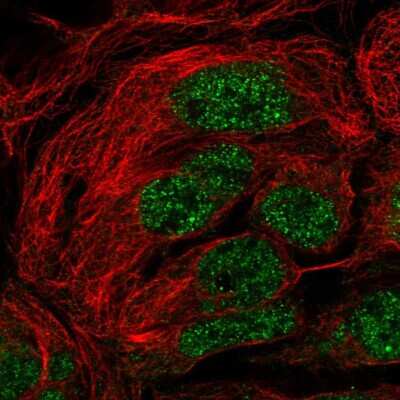Immunocytochemistry/ Immunofluorescence SH3RF2 Antibody - BSA Free