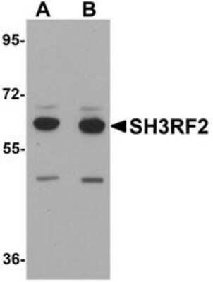 Western Blot SH3RF2 Antibody - BSA Free