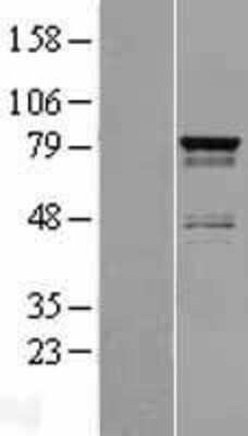 Western Blot SH3RF2 Overexpression Lysate