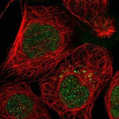 Immunocytochemistry/Immunofluorescence: SH3YL1 Antibody [NBP1-84134] - Immunofluorescent staining of human cell line A-431 shows localization to nucleus.