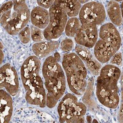 Immunohistochemistry-Paraffin: SH3YL1 Antibody [NBP1-84134] - Staining of human kidney shows strong cytoplasmic and extracellular positivity in cells of tubules.