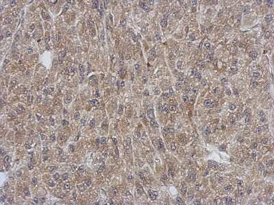 Immunohistochemistry-Paraffin: SH3YL1 Antibody [NBP2-20349] - Immunohistochemical analysis of paraffin-embedded U87 xenograft, using antibody at 1:500 dilution.