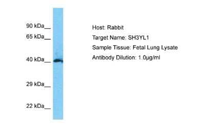 Western Blot: SH3YL1 Antibody [NBP2-88266] - Host: Rabbit. Target Name: SH3YL1. Sample Type: Fetal Lung lysates. Antibody Dilution: 1.0ug/ml