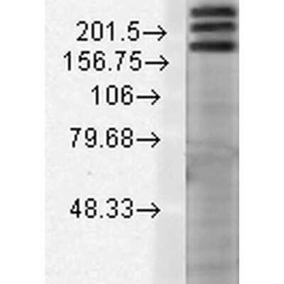 Western Blot SHANK1 Antibody (N22/21)