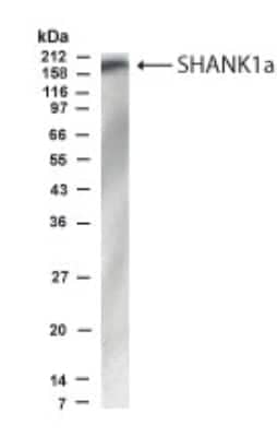 Western Blot: SHANK1 Antibody [NB300-166] - Western blot analysis of SHANK1 in rat brain lysate using NB300-166 at 1:500 dilution.