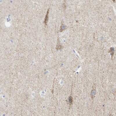 Immunohistochemistry-Paraffin: SHANK2 Antibody [NBP1-85505] - Staining of human cerebral cortex shows positivity in neuronal cells and processes.