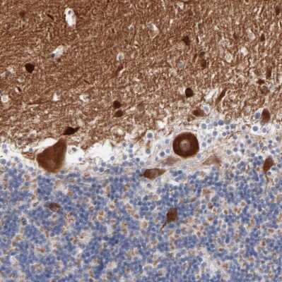Immunohistochemistry-Paraffin: SHANK3 Antibody [NBP1-82900] - Staining of human cerebellum shows strong cytoplasmic positivity in Purkinje cells.