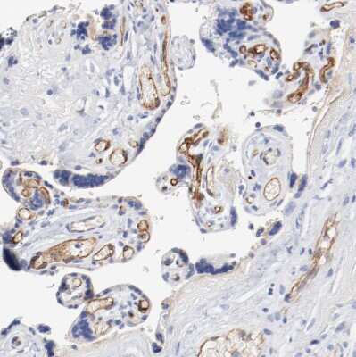 Immunohistochemistry-Paraffin: SHANK3 Antibody [NBP1-82900] - Staining of human placenta shows strong positivity in endothelial cells.