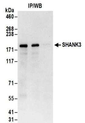 Immunoprecipitation: SHANK3 Antibody [NBP2-32085] - Samples:  Whole cell lysate (1 mg for IP; 20% of IP loaded) from HeLa cells.  Antibodies:  Affinity purified rabbit anti-SHANK3 antibody NBP2-32085 used for IP at 6 ug/mg lysate.  For blotting immunoprecipitated SHANK3, NBP2-32085 was used at 1ug/ml.  Detection: Chemiluminescence with an exposure time of 10 seconds.