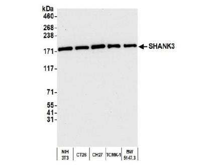 Western Blot: SHANK3 Antibody [NBP2-32085] - Whole cell lysate (10 ug) from NIH 3T3, CT26, CH27, TCMK-1, and BW5147.3 cells prepared using NETN lysis buffer. Antibody: Affinity purified rabbit anti-SHANK3antibody used for WB at 0.04 ug/ml. Detection: hemiluminescence with an exposure time of 10 seconds.