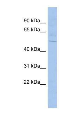 Western Blot: SHB Antibody [NBP1-58355] - HepG2 cell lysate, concentration 0.2-1 ug/ml.