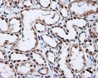 Immunohistochemistry: SHC1 Antibody (OTI3A1) - Azide and BSA Free [NBP2-74167] - Staining of paraffin-embedded Kidney tissue using anti-SHC1 mouse monoclonal antibody.