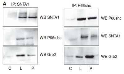 Western Blot: SHC1 Antibody (OTI3A1) - Azide and BSA Free [NBP2-74167] - Figure from citation:(p66shc) protein level by using anti-SHC1 antibody in human HBL-100/MCF-7 cell lysates.