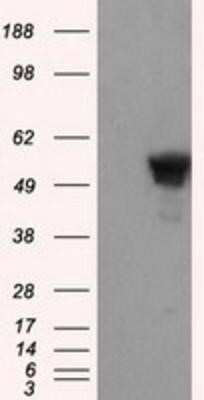 Western Blot: SHC1 Antibody (OTI3A1) - Azide and BSA Free [NBP2-74167] - HEK293T cells were transfected with the pCMV6-ENTRY control (Left lane) or pCMV6-ENTRY SHC1 (Right lane) cDNA for 48 hrs and lysed. Equivalent amounts of cell lysates (5 ug per lane) were separated by SDS-PAGE and immunoblotted with anti-SHC1.