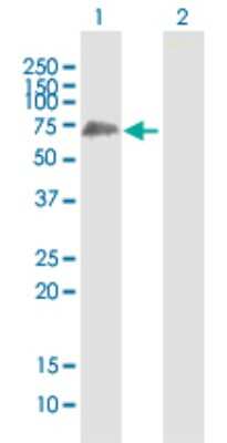 Western Blot: SHC3 Antibody [H00053358-B01P] - Analysis of SHC3 expression in transfected 293T cell line by SHC3 polyclonal antibody.  Lane 1: SHC3 transfected lysate(65.34 KDa). Lane 2: Non-transfected lysate.