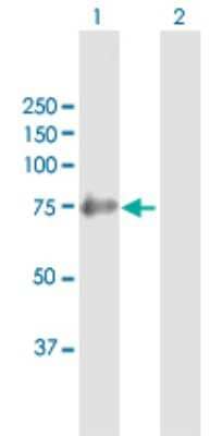 Western Blot: SHC4 Antibody [H00399694-B01P] - Analysis of SHC4 expression in transfected 293T cell line by SHC4 polyclonal antibody.  Lane 1: SHC4 transfected lysate(69.3 KDa). Lane 2: Non-transfected lysate.