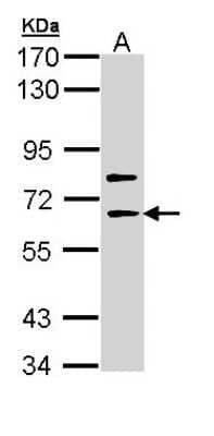 Western Blot: SHC4 Antibody [NBP1-33119] - Sample (30 ug of whole cell lysate) A: Molt-4 7. 5% SDS PAGE; antibody diluted at 1:1000.