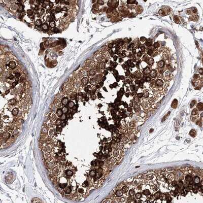 Immunohistochemistry-Paraffin: SHCBP1L Antibody [NBP1-90716] - Staining of human testis shows strong cytoplasmic positivity in cells in seminiferus ducts.