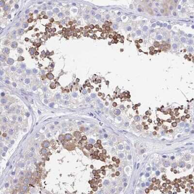 Immunohistochemistry-Paraffin: SHCBP1L Antibody [NBP1-90716] - Staining of human testis shows high expression.