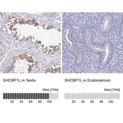 Immunohistochemistry-Paraffin: SHCBP1L Antibody [NBP1-90716] - Staining in human testis and endometrium tissues using anti-SHCBP1L antibody. Corresponding SHCBP1L RNA-seq data are presented for the same tissues.