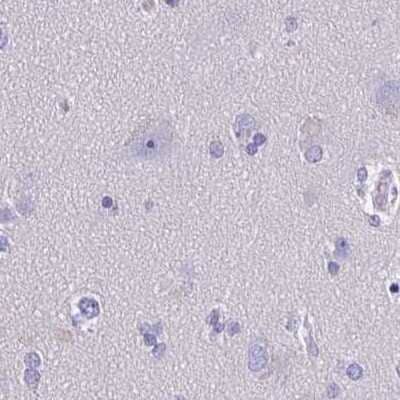 Immunohistochemistry-Paraffin: SHCBP1L Antibody [NBP1-90716] - Staining of human cerebral cortex.
