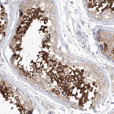 Immunohistochemistry-Paraffin: SHCBP1L Antibody [NBP2-32716] - Staining of human testis shows high expression.
