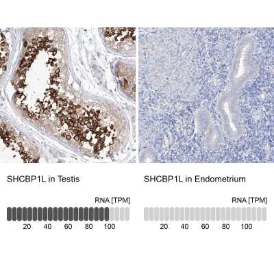 Immunohistochemistry-Paraffin: SHCBP1L Antibody [NBP2-32716] - Staining in human testis and endometrium tissues using anti-SHCBP1L antibody. Corresponding SHCBP1L RNA-seq data are presented for the same tissues.