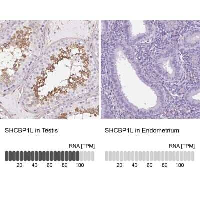 <b>Orthogonal Strategies Validation. </b>Immunohistochemistry-Paraffin: SHCBP1L Antibody [NBP2-39034] - Staining in human testis and endometrium tissues using anti-SHCBP1L antibody. Corresponding SHCBP1L RNA-seq data are presented for the same tissues.