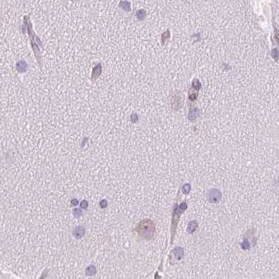 Immunohistochemistry-Paraffin: SHCBP1L Antibody [NBP2-39034] - Staining of human cerebral cortex.