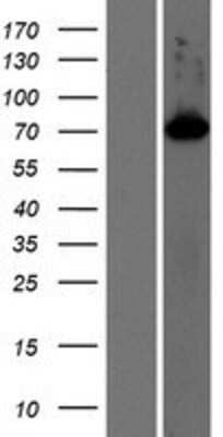 Western Blot: SHCBP1L Overexpression Lysate (Adult Normal) [NBP2-06158] Left-Empty vector transfected control cell lysate (HEK293 cell lysate); Right -Over-expression Lysate for SHCBP1L.