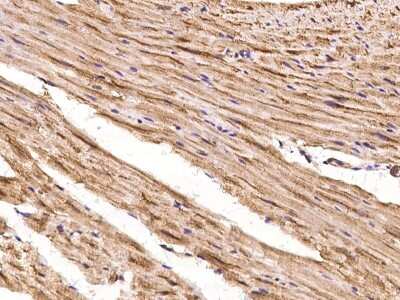 Immunohistochemistry-Paraffin: SHD Antibody [NBP2-98087] - Immunochemical staining of SHD in cynomolgus heart with rabbit polyclonal antibody at 1:100 dilution, formalin-fixed paraffin embedded sections.