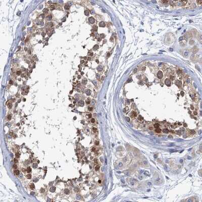 Immunohistochemistry-Paraffin: SHE Antibody [NBP1-90996] - Staining of human testis shows strong cytoplasmic positivity in cells in seminiferous ducts.
