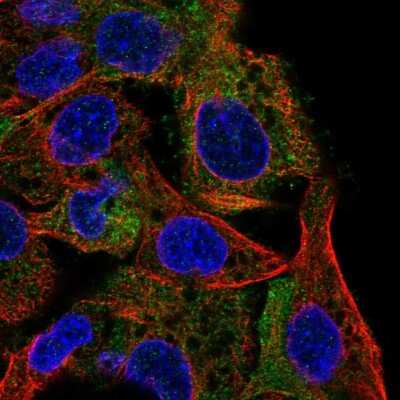 Immunocytochemistry/Immunofluorescence: SHIP Antibody [NBP2-49633] - Staining of human cell line Hep G2 shows localization to cytosol. Antibody staining is shown in green.