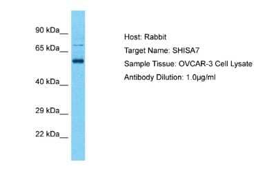 Western Blot: SHISA7 Antibody [NBP2-83521] - Host: Rabbit. Target Name: SHISA7. Sample Tissue: Human OVCAR-3 Whole Cell. Antibody Dilution: 1ug/ml