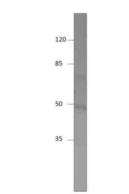 Western Blot SHISA9 Antibody