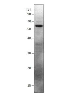 Western Blot: SHISA9 Antibody [NBP3-12495] - 1:500 antibody dilution in DiluObuffer.