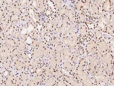 Immunohistochemistry-Paraffin: SHLD1 Antibody [NBP2-97390] - Immunochemical staining of human SHLD1 in human kidney with rabbit polyclonal antibody at 1:500 dilution, formalin-fixed paraffin embedded sections.