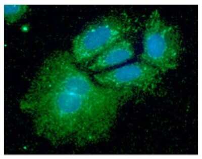 Immunocytochemistry/Immunofluorescence: SHMT1 Antibody (AT26E5) [NBP2-59437] - Analysis of SHMT1 in Hep3B cells line, stained with DAPI (Blue) for nucleus staining and monoclonal anti-human SHMT1 antibody (1:100) with goat anti-mouse IgG-Alexa fluor 488 conjugate (Green).